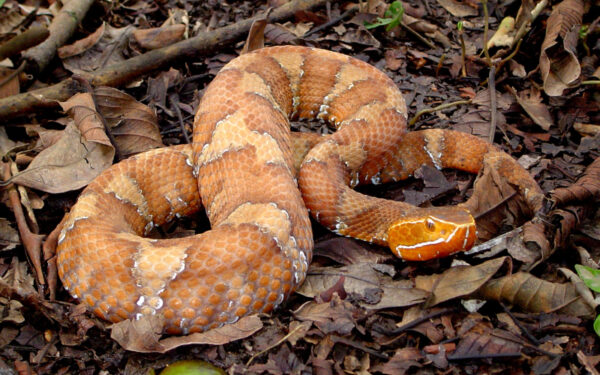 serpiente con bandas café y naranja