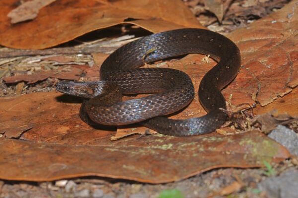 serpiente de color negro