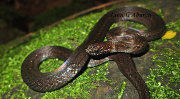 Culebra Cabeza De Herrumbre - Imagen 3