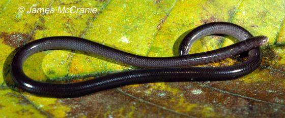 serpiente negra en totalidad