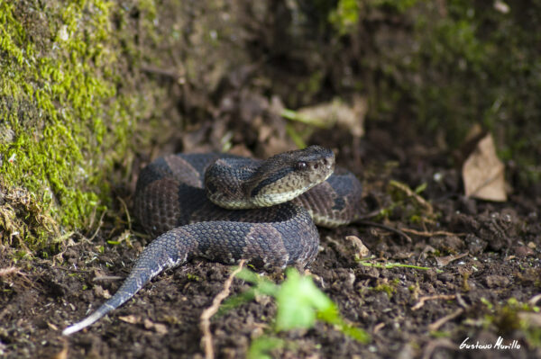 serpiente café con manchas en forma de rombo negras