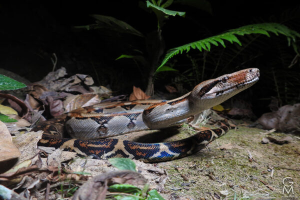 serpiente gris con manchas ovaladas negras