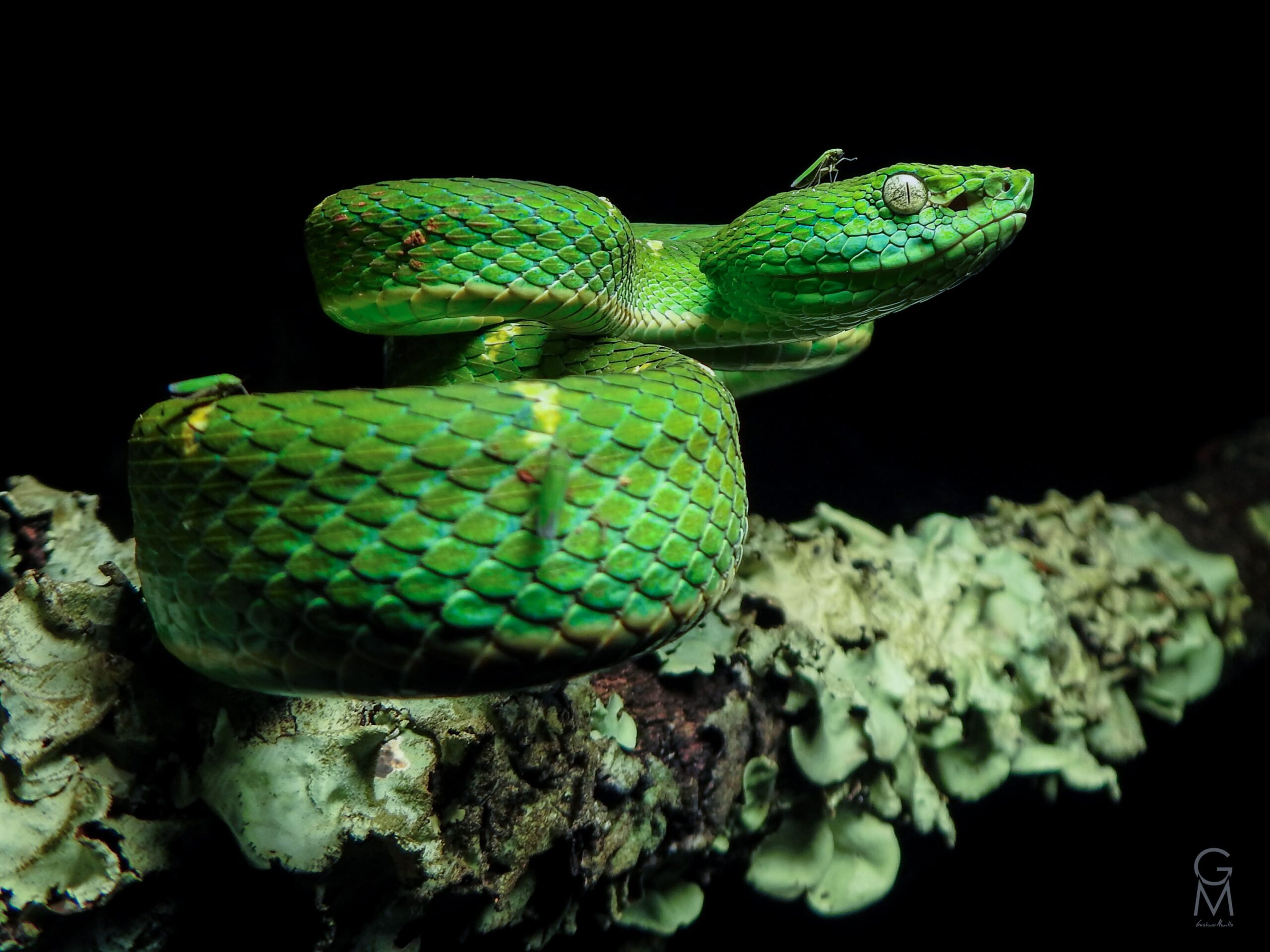 serpiente verde con líneas amarillas