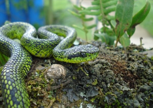 serpiente verde con manchas negras y amarillas