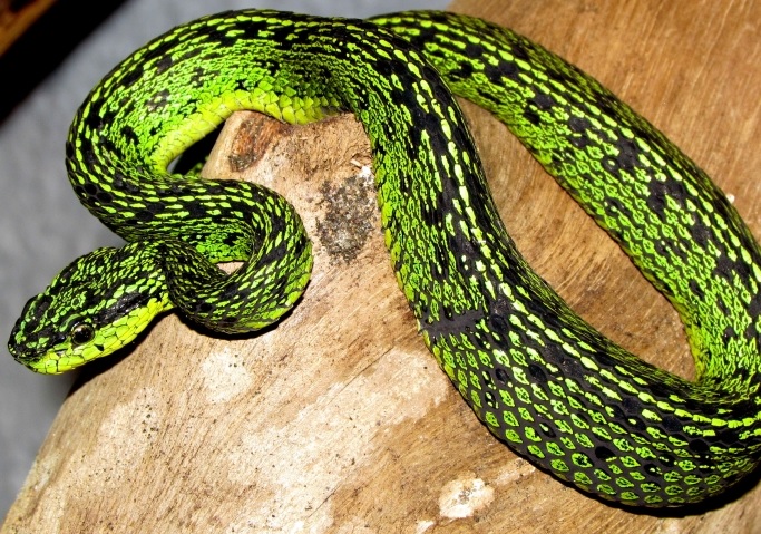 serpiente verde con manchas negras y vientre amarillo