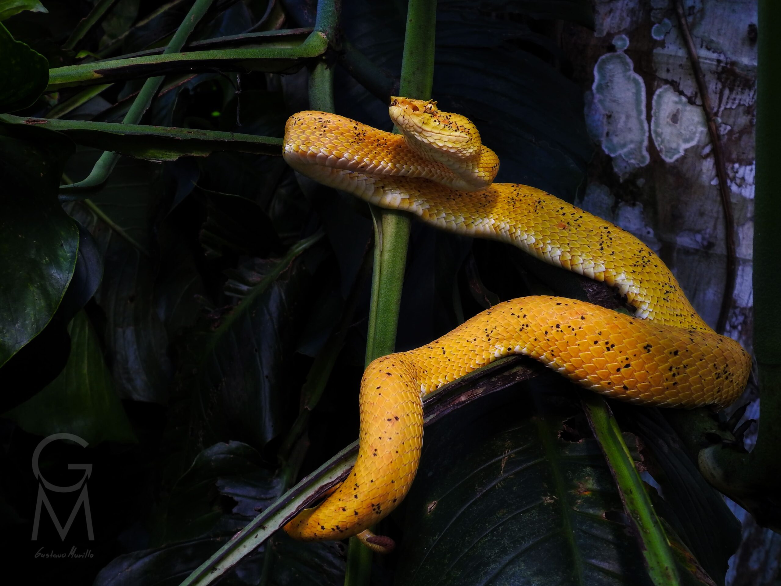 serpiente amarilla con manchas café