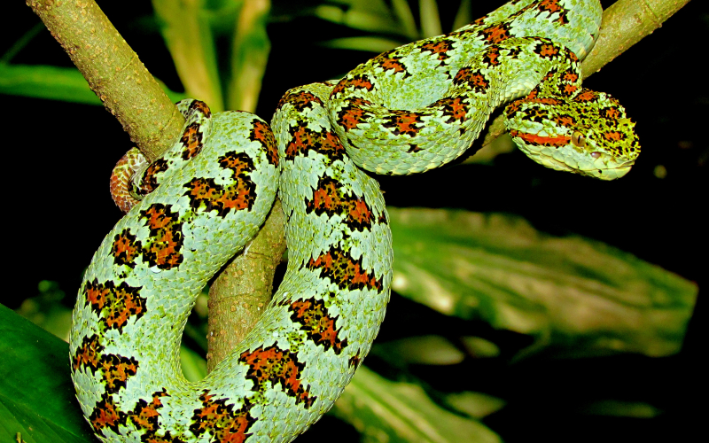 serpiente verde con manchas rojas y negras