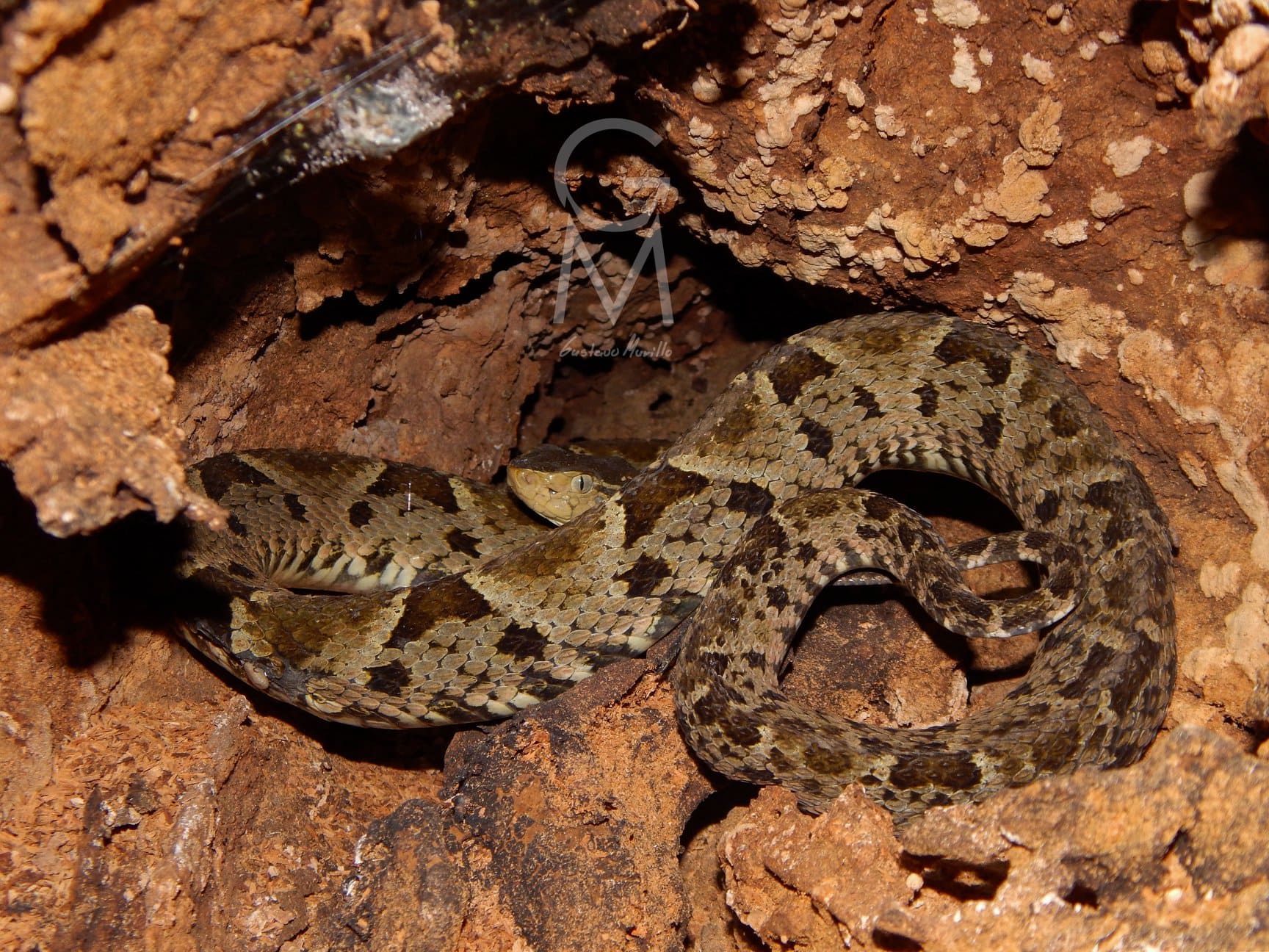 serpiente café con manchas en forma de rombo