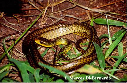 Serpiente verde con vientre amarillo