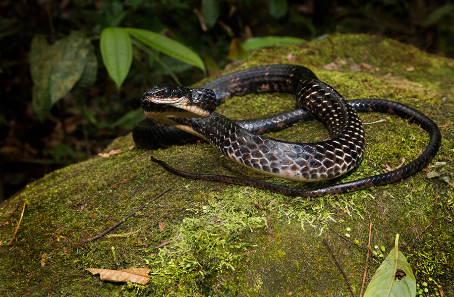 serpiente negra con vientre beige