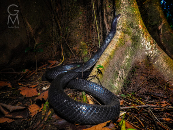 serpiente negra con banda amarilla en el cuello