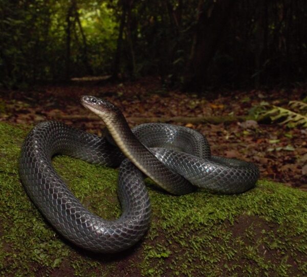 serpiente negra con vientre blanco