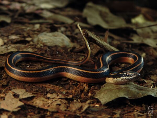 serpiente con franjas de color café y negro