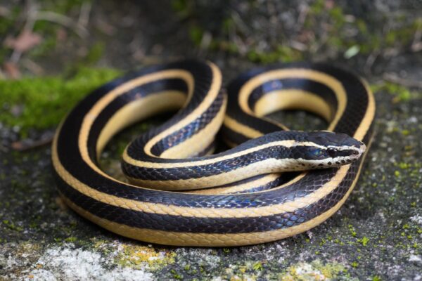 Culebra Negra Rayada - Imagen 2