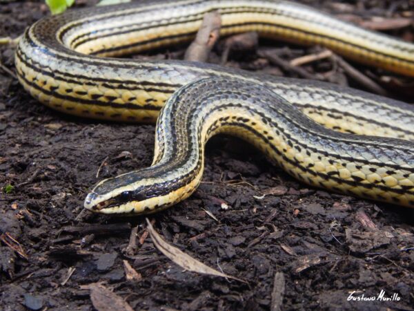 serpiente con líneas negras delgadas