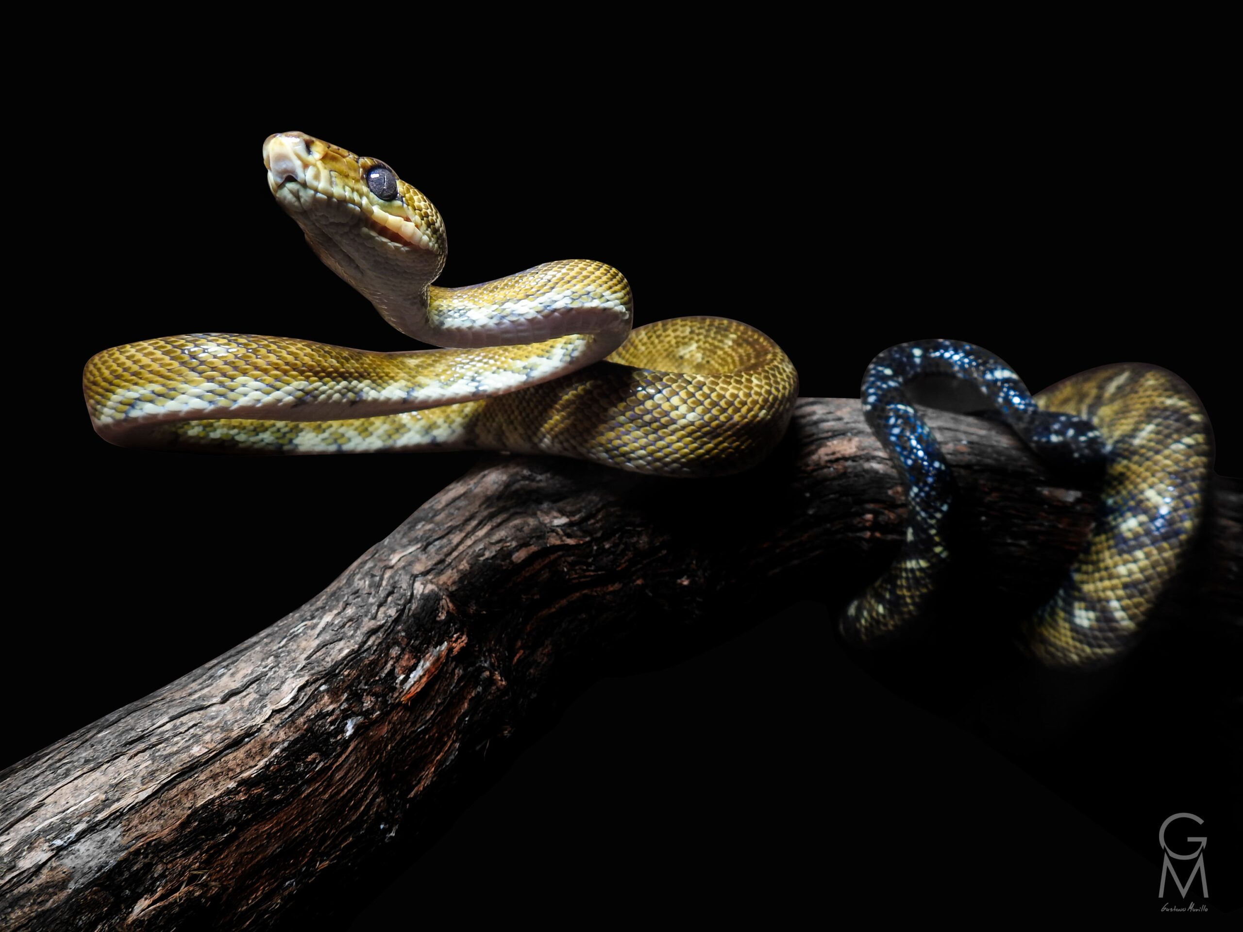 Corallus ruschenbergerii serpiente con manchas en forma de rombo de color negro y amarillo