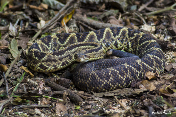 serpiente con manchas en forma de rombo color café