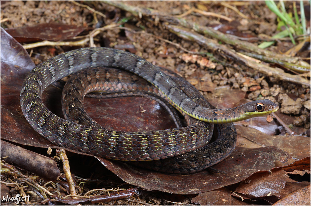 serpiente con mentón amarillo y puntos negros