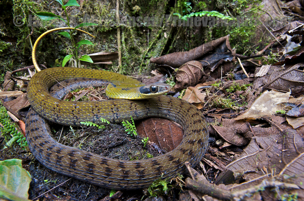 serpiente con dorso color verde y collar negro