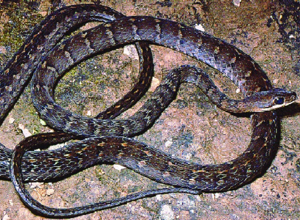 serpiente con manchas amarillas y negras