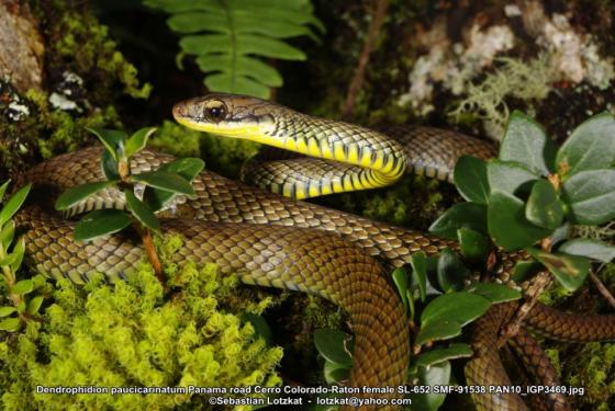 serpiente con puntos negros y manchas amarillas