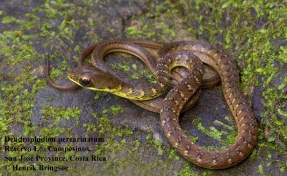 serpiente con mentón blanco y manchas negras