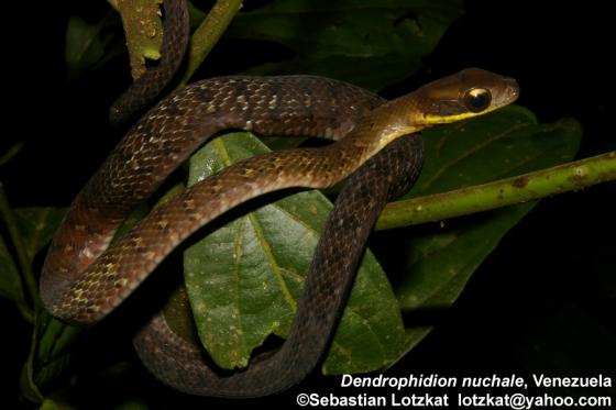 serpiente con cola amarilla y manchas café