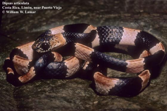 serpiente con anillos café grandes