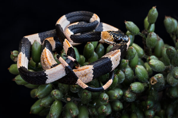 serpiente con anillos negros y amarillos