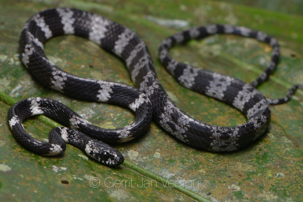 serpiente con anillos negro y gris