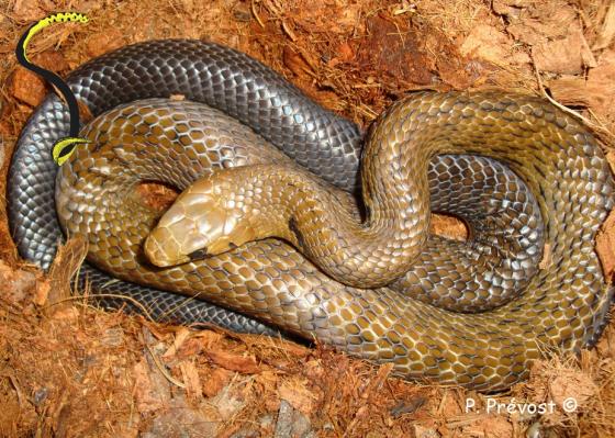 serpiente café con cola negra