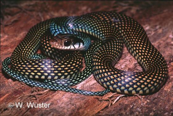 serpiente con mancha verde en la cabeza y manchas negras y amarillas en el cuerpo