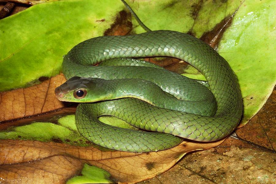 serpiente verde con vientre amarillo