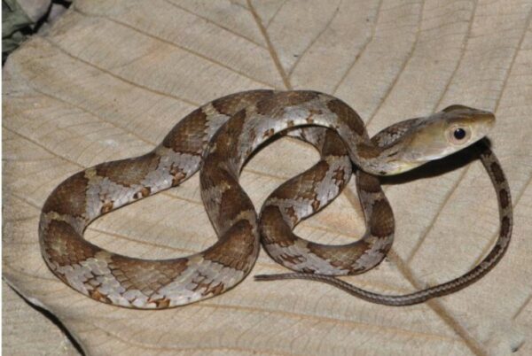 serpiente con manchas color gris