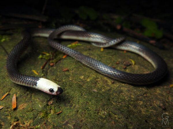 serpiente de cabeza blanca con manchas café