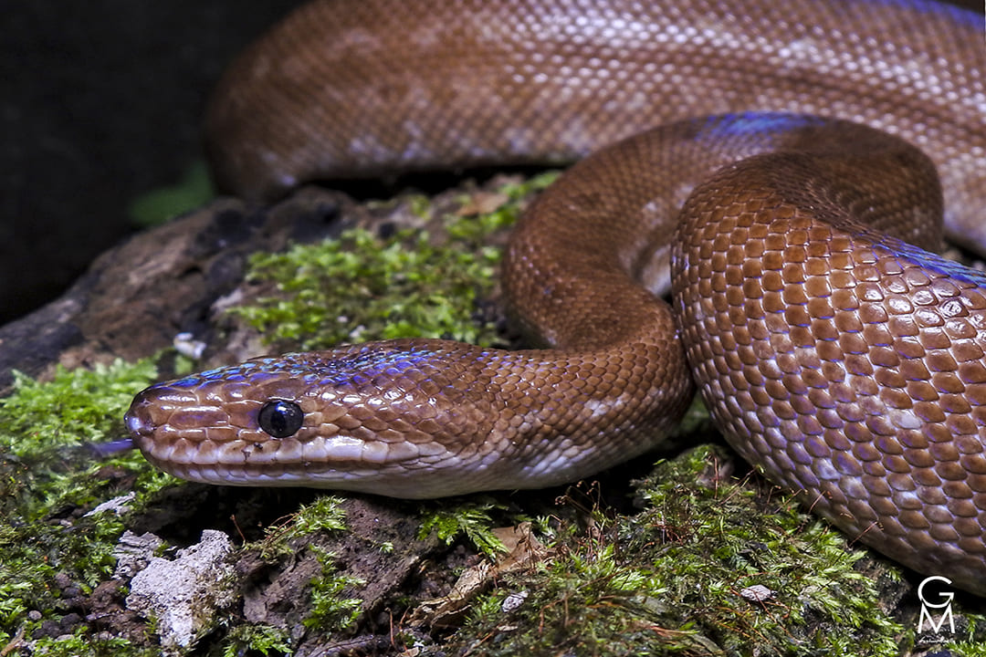 serpiente café con manchas en forma de anillos negras