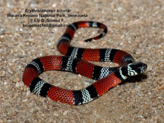 serpiente con anillos rojos blancos y negros