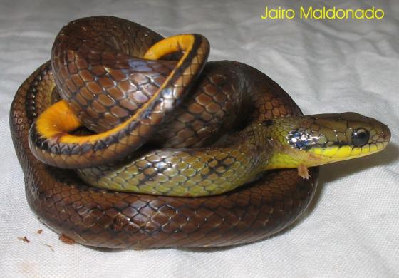 serpiente con bandas negras y lengua verde