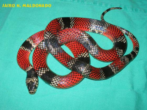 serpiente con anillos rojos y manchas negras