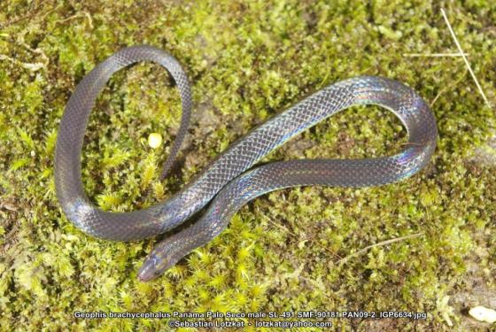 serpiente de vientre blanco con manchas rojas negras y blancas