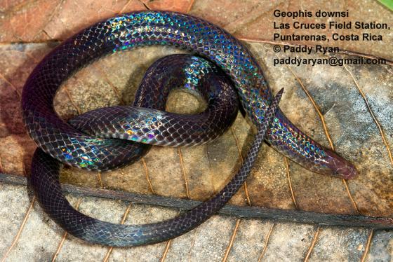 Serpiente negra con algunas coloraciones