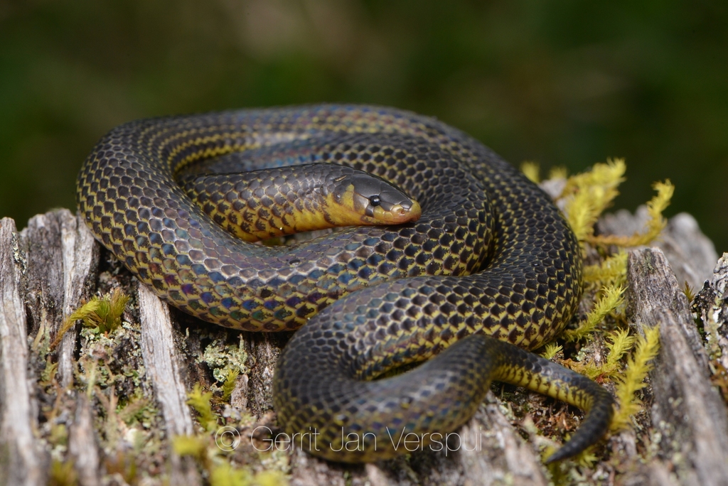 serpiente de vientre amarillo con manchas negras y grises.