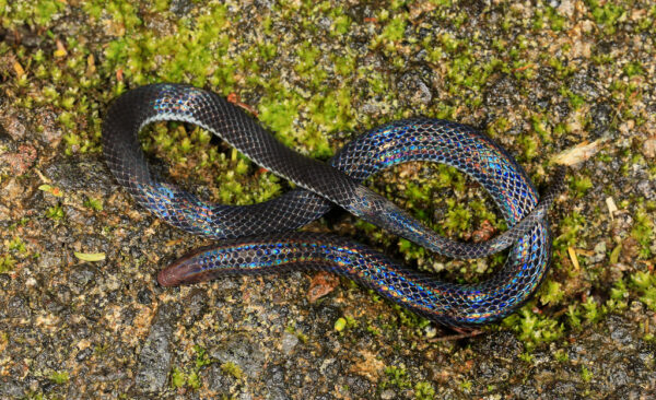 serpiente de color negro azulado