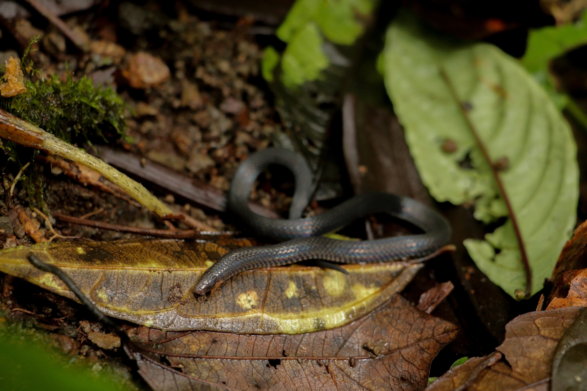 serpiente de color gris con tornasol