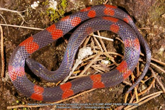 serpiente gris con anillos de color rojo