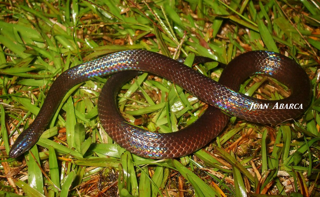 serpiente totalmente café