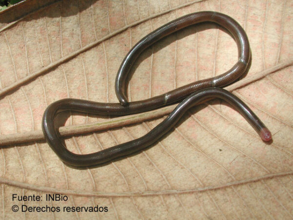 serpiente negra con cabeza naranja