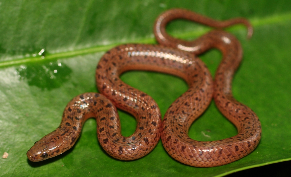 serpiente café con manchas negras y vientre amarillo