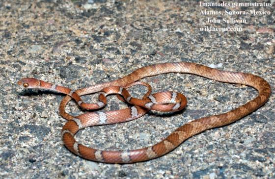 serpiente con manchas café