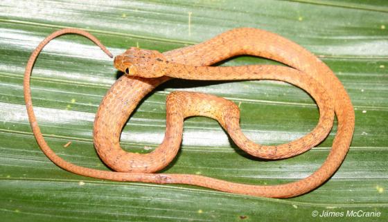 Serpiente naranja con puntos negros